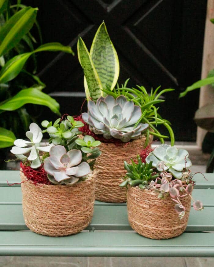 Succulent Zen Trio