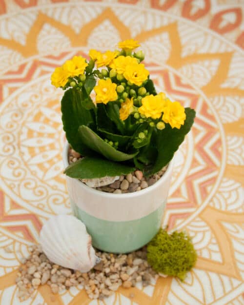 The Watering Can | This kit features a ceramic of your choice, a kalanchoes, stones and a seashell.