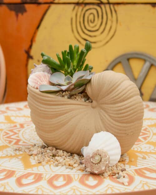 The Watering Can | This kit features a shell shaped container with 2 succulents, sand and stones and seashell decorations.