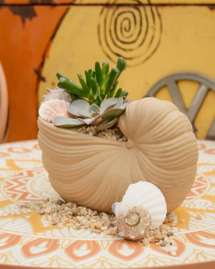 The Watering Can | This kit features a shell shaped container with 2 succulents, sand and stones and seashell decorations.