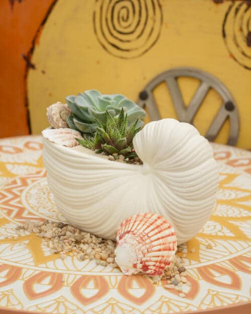 The Watering Can | This kit features a shell shaped container with 2 assorted succulents, sand, stones and seashells.
