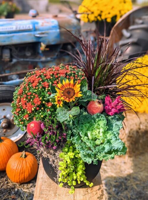 Fall Harvest Planter