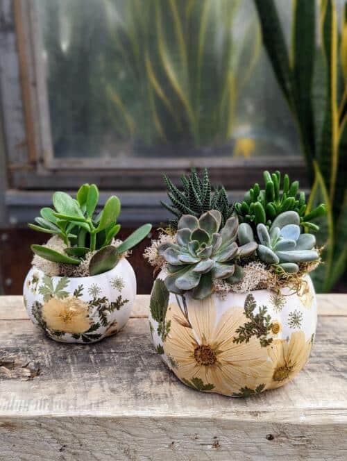 Botanical Impressions