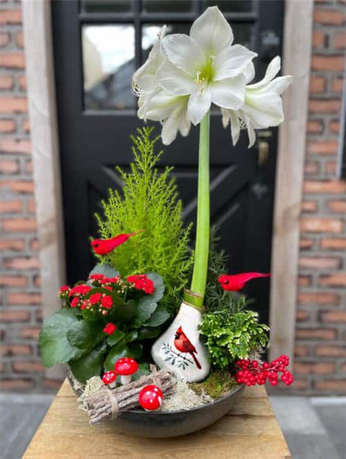 Where Cardinals Sing, Amaryllis Blooms