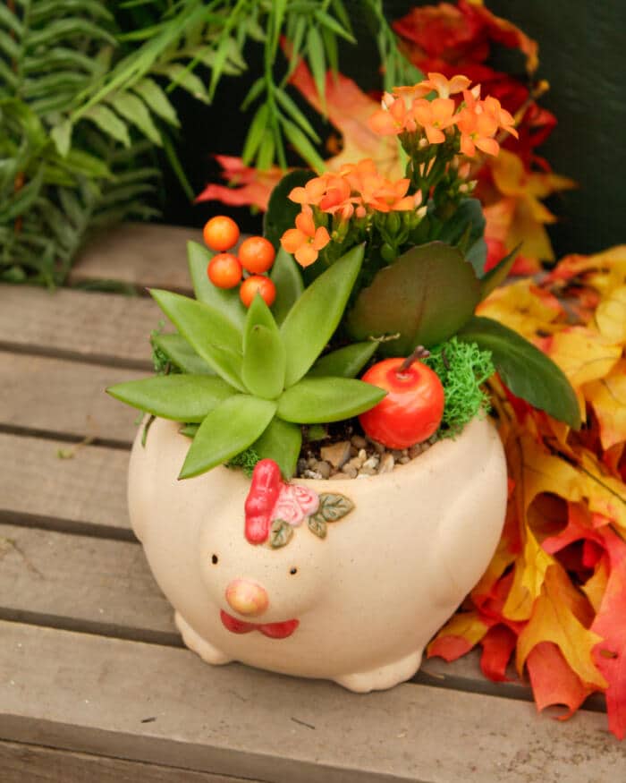 The Watering Can | This kit features a pot shaped like a chicken and comes with 2 plants, moss, stones and decor.