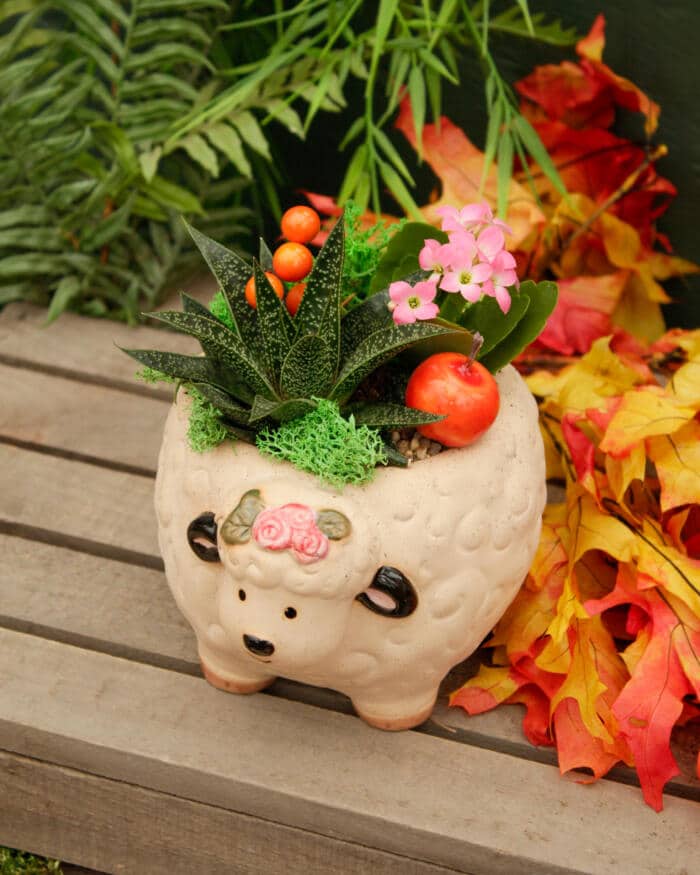 The Watering Can | This kit includes a pot shaped like a sheep with 2 plants, moss, stones and decorartions.
