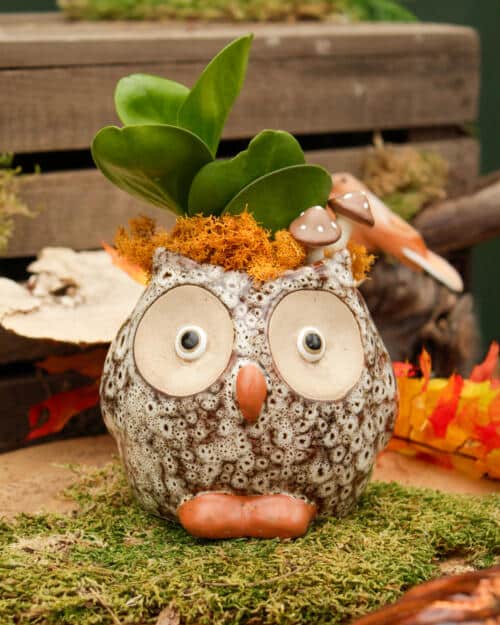 Autumn Hoot