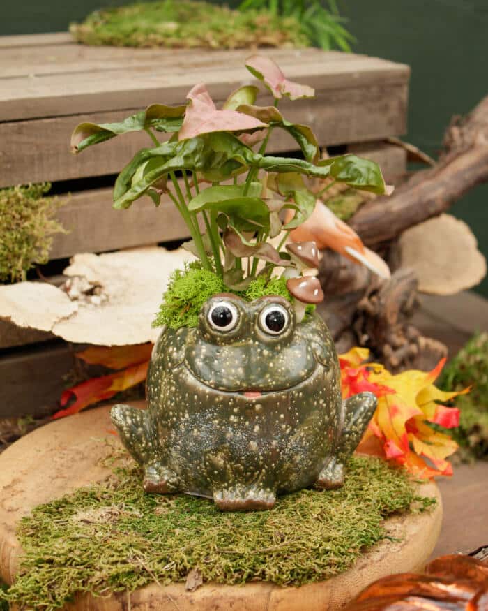 The Watering Can | This kit features a frog shaped pot and comes with soil, moss, a plant and decorations.