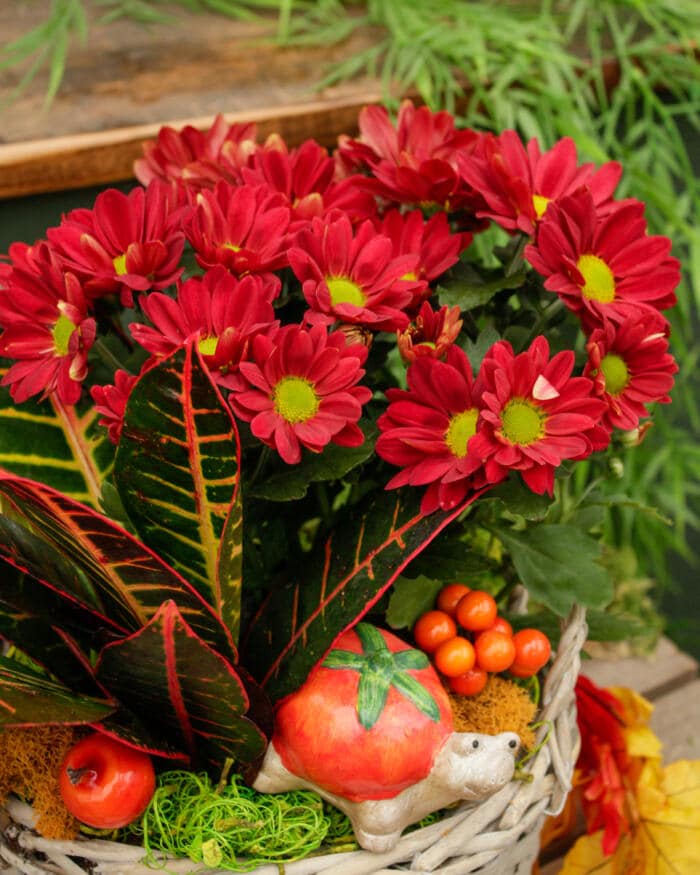 The Watering Can | This kit features a basket with a potted mum, tropical plants and decorations.
