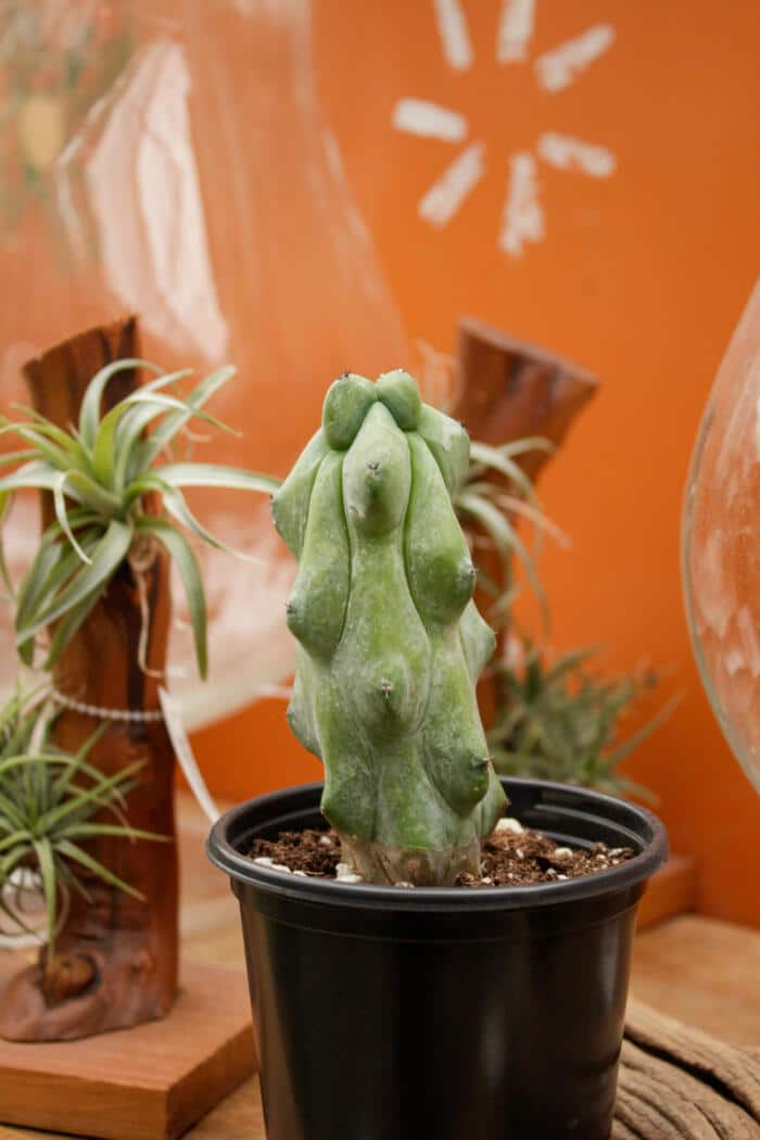 3.5" Boobie Cactus
