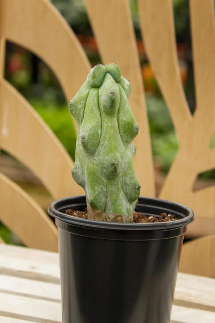 3.5" Boobie Cactus - Image 2