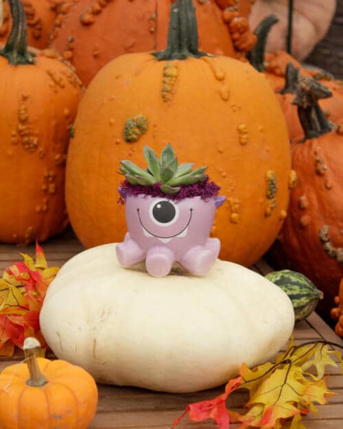 Blinky Boo
