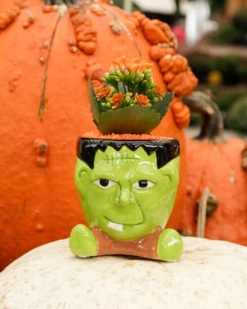 Frankenbloom
