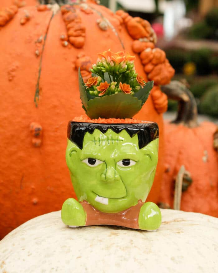 Frankenbloom