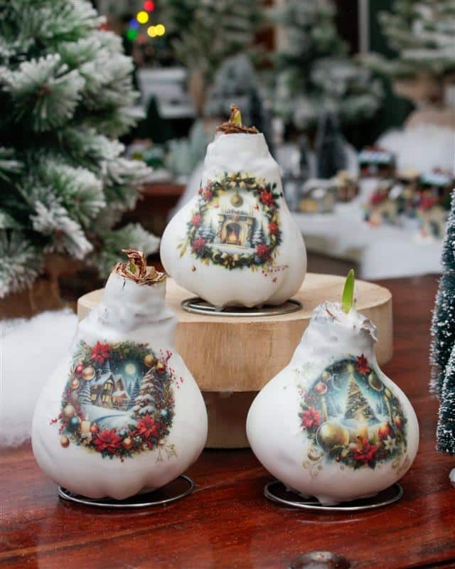 Christmas Eve Amaryllis