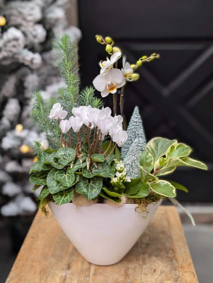 Icy Elegance