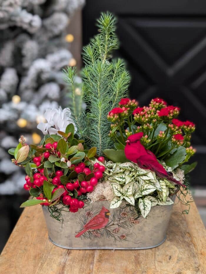 Winter Garden Grace