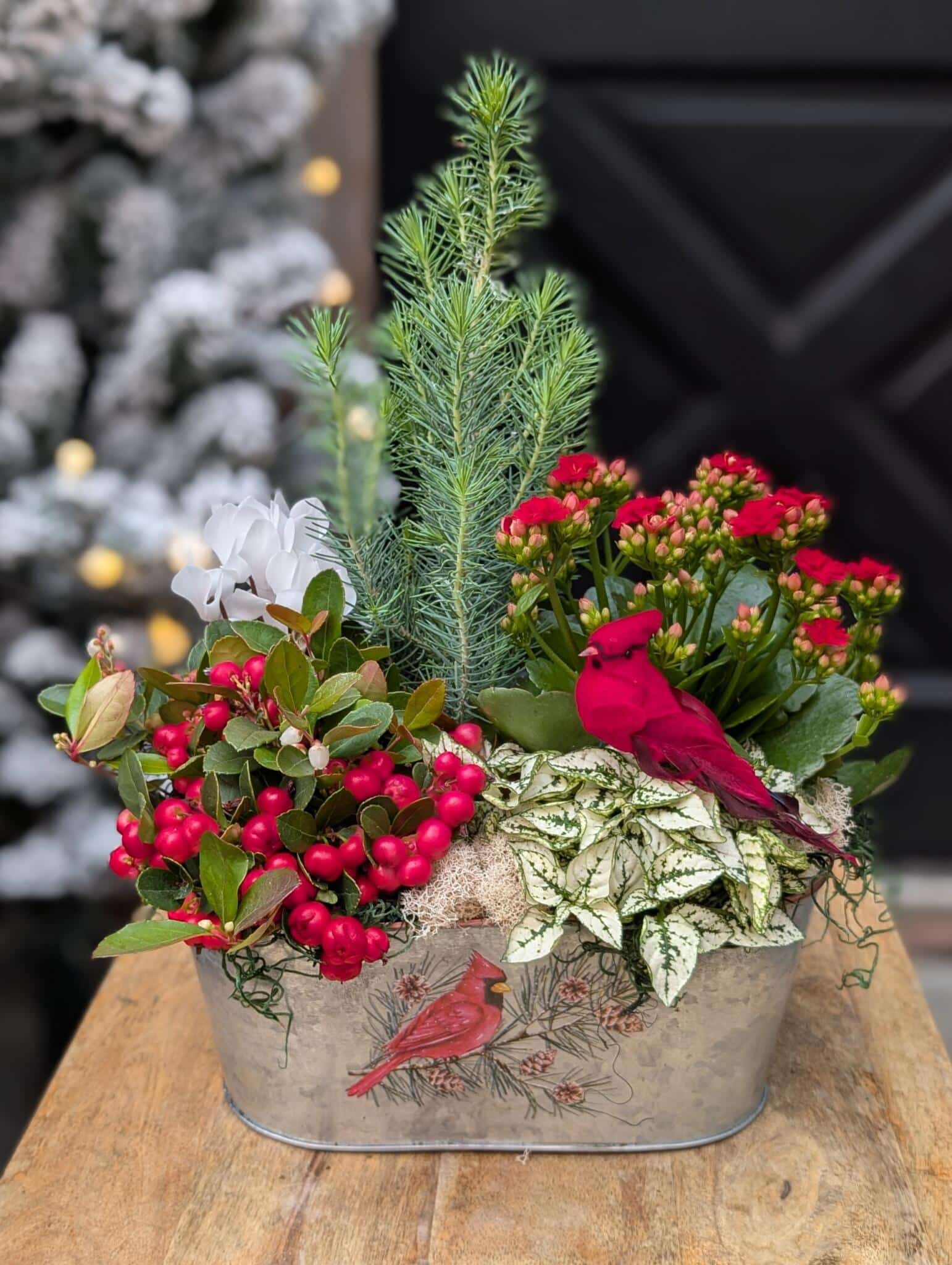 Winter Garden Grace