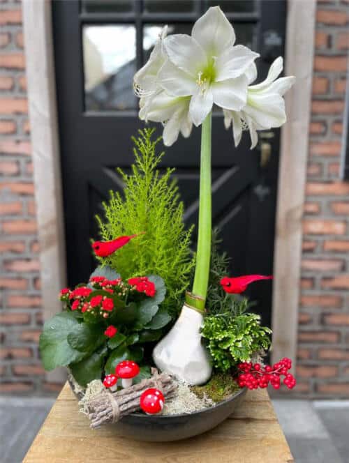 Where Cardinals Sing, Amaryllis Blooms