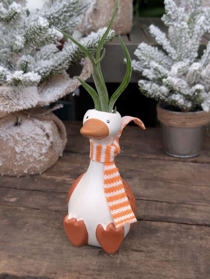 Chilly Goose - Image 4