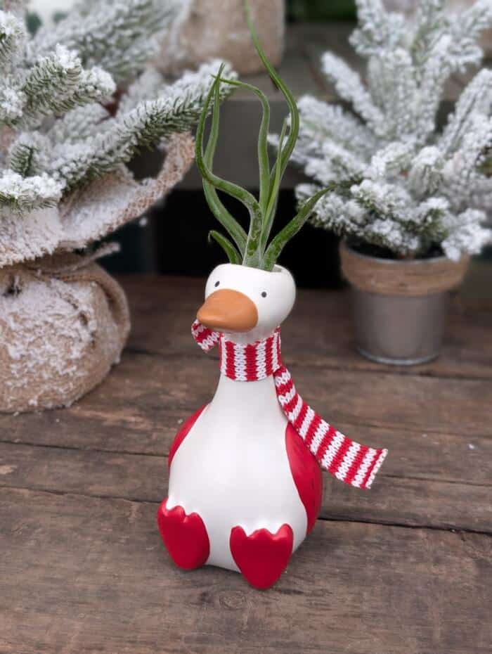 Chilly Goose - Image 3