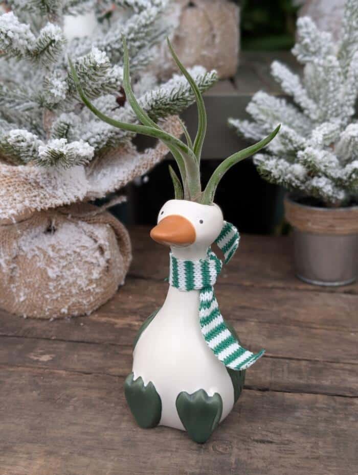Chilly Goose - Image 2