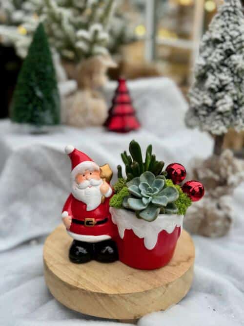 North Pole Succulents