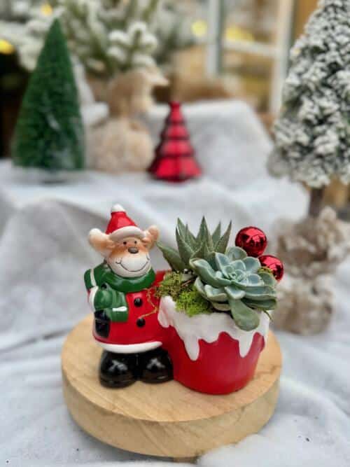 Rudy's Little Garden