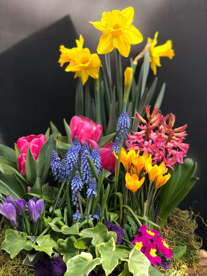 Spring Bulb Duo | The Watering Can Flower Market