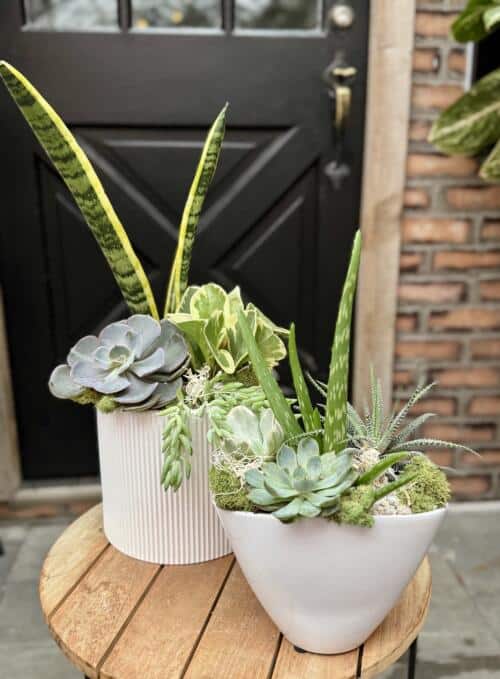 Perfectly Paired Succulents