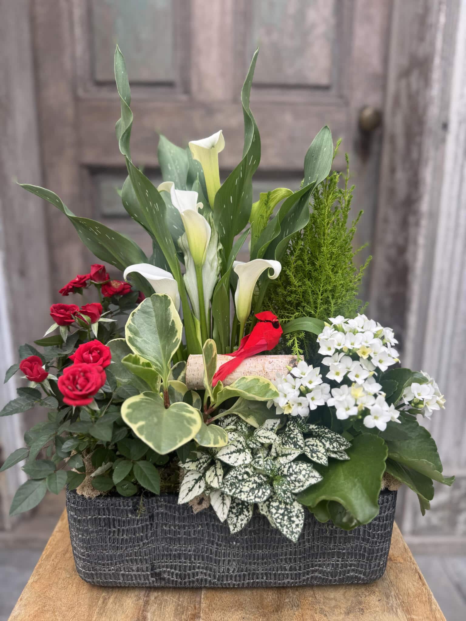 A planted sympathy basket of white calla lilies, red roses, white kalanchoe and mixed green foliage in a woven planter, accented with a small red cardinal.