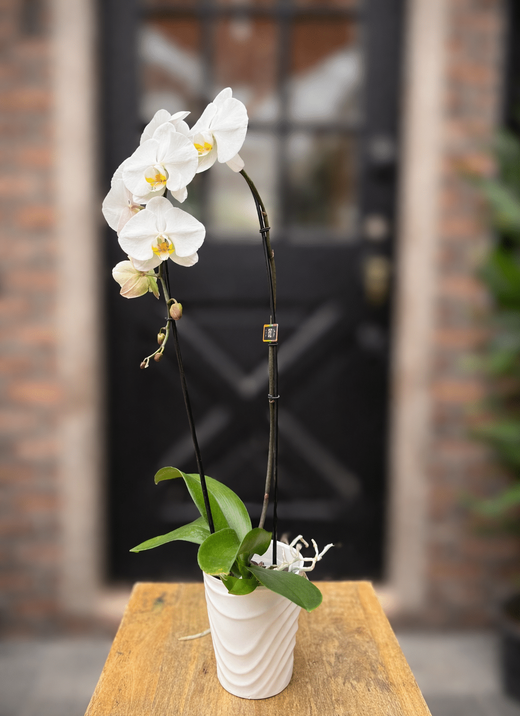 White Cascade Orchid