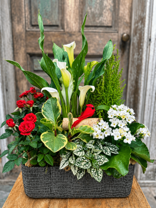 A planted Gentle Harmony arrangement in a woven charcoal basket with white calla lilies, red mini roses, white kalanchoe, and lush green foliage, accented by a small red cardinal.