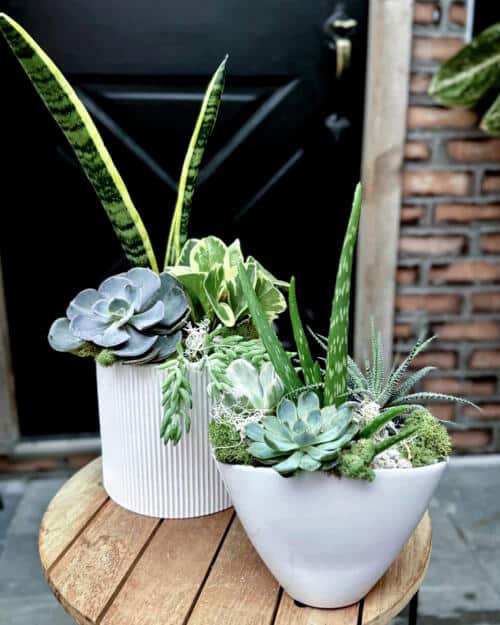 Perfectly Paired Succulents