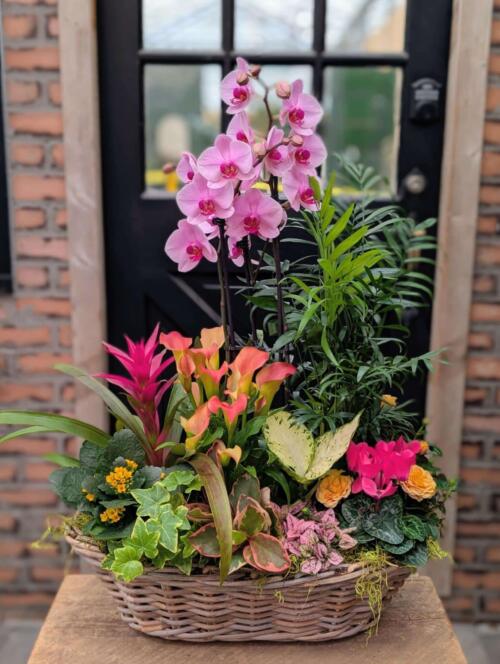 A large tropical mixed planting in a wide grey wicker basket in front of a black door, featuring a pink phalaenopsis orchid, a pink bromeliad, an orange calla lily, a parlour palm, yellow kalanchoe, pink cyclamen, peach miniature roses, and a pink polka dot plant.