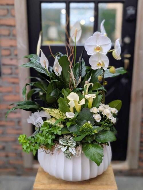 A full front view of a white ribbed oval planter on a wooden stand in front of a black door, holding a white phalaenopsis orchid, peace lily spathes, ivory calla lilies, white spray roses, green button blooms, dieffenbachia, and trailing ivy.