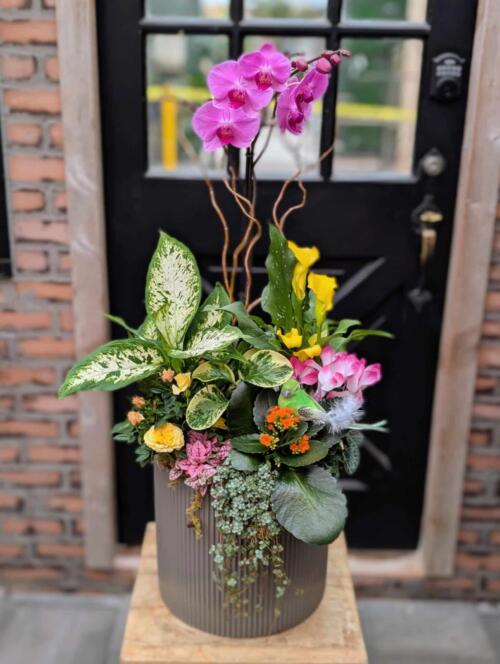 A wide view of a tall charcoal ribbed cylindrical pot on a wooden stand in front of a black door, with a magenta phalaenopsis orchid at the top, yellow calla lily, cream-speckled tropical foliage, orange kalanchoe, yellow mini roses, and trailing plants cascading down the front.