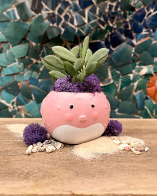 Puff Princess Blowfish