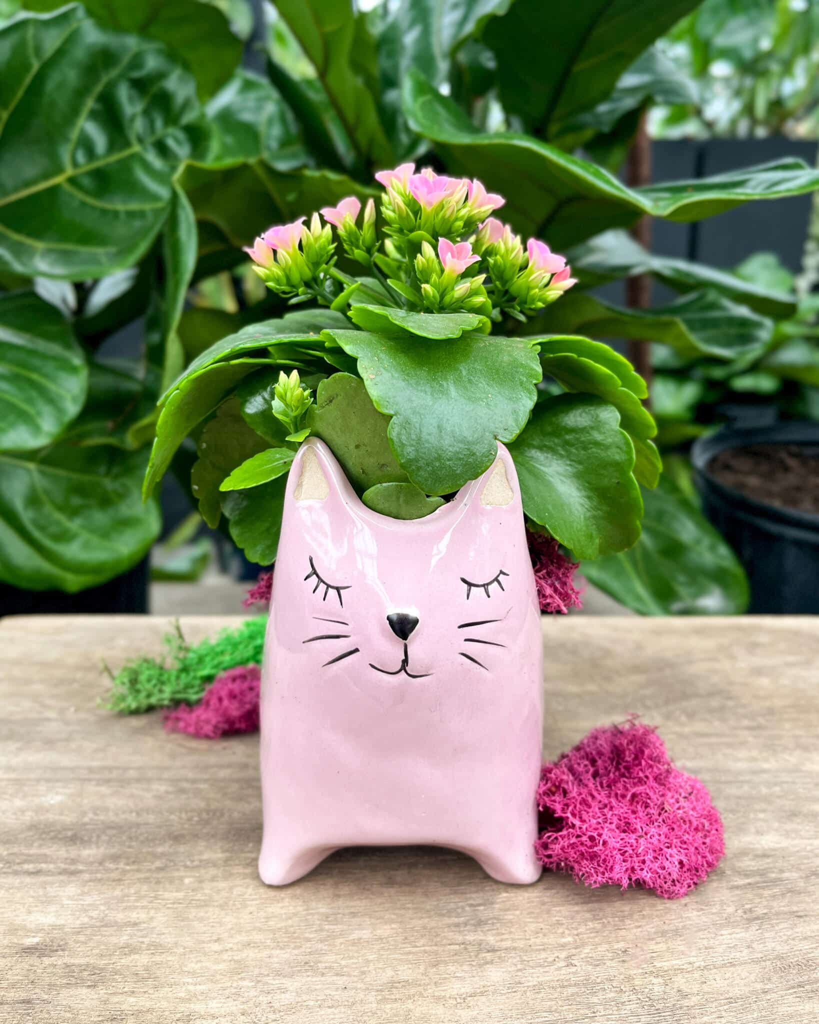 Pawsitively Pink Cat