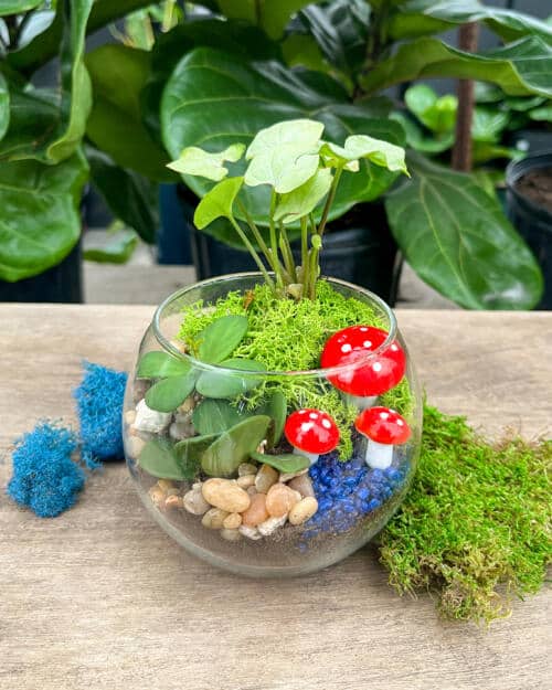 Mini Terrarium