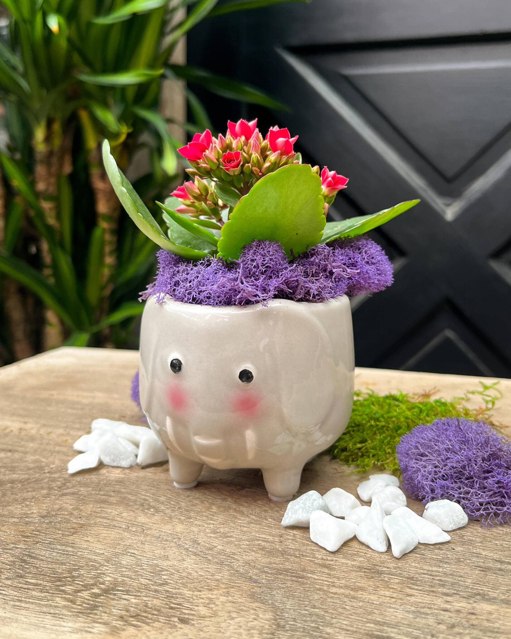 Tiny Tusks the Elephant