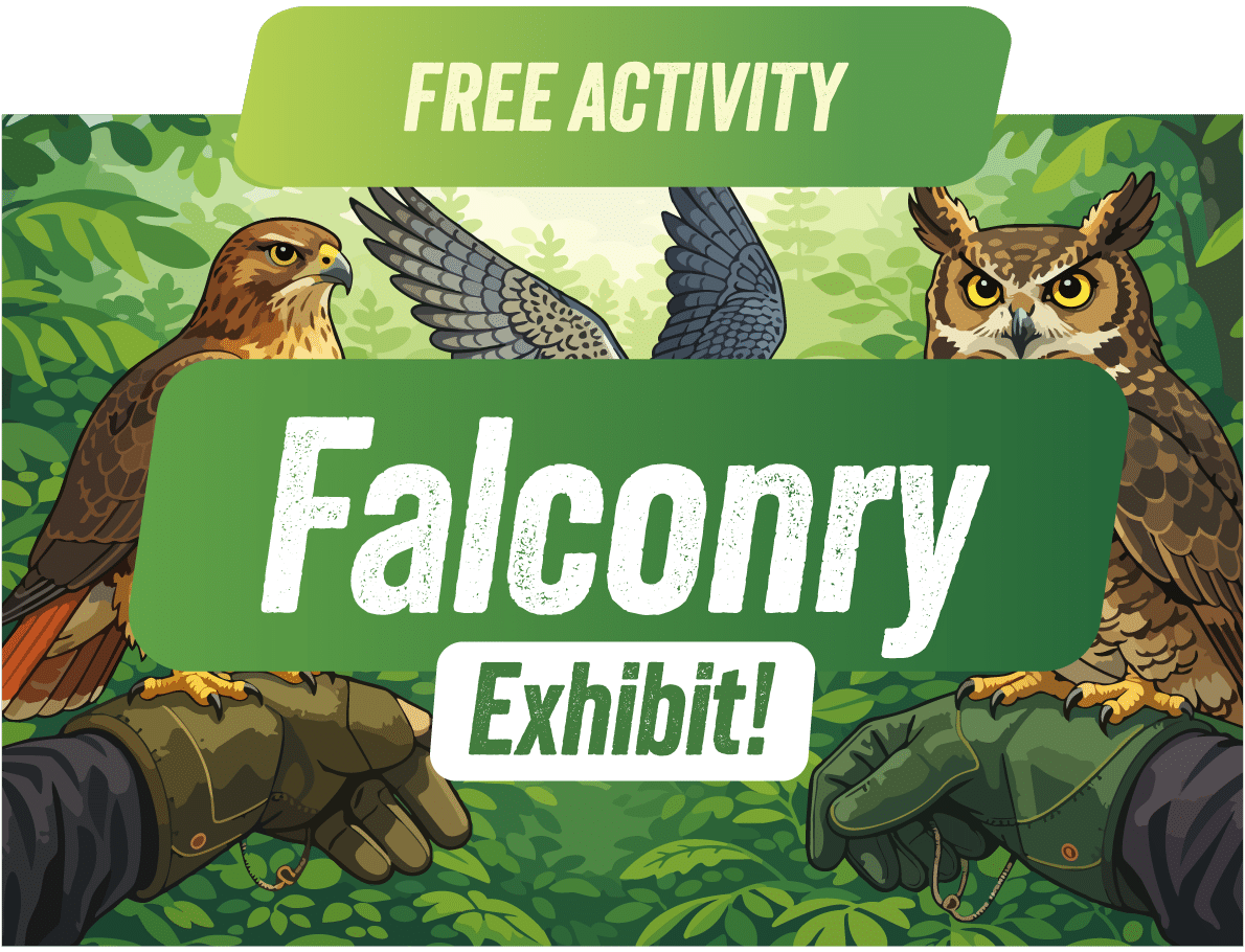 2-Falconry-WebpageAssets