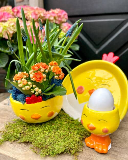 Yellow ceramic chick-shaped planter with orange kalanchoe and purple grape hyacinth