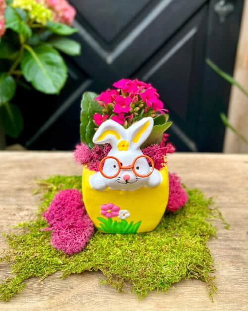Front view of a yellow ceramic bunny-face planter filled with hot pink kalanchoe blooms