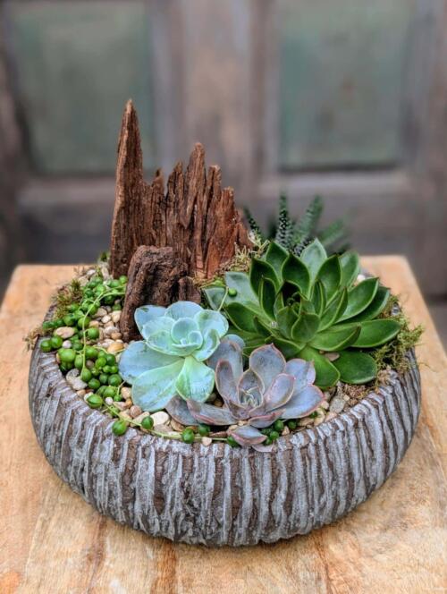 A second view of the Succulent Sanctuary arrangement from The Watering Can, showing the full composition of colourful succulents and natural driftwood in a grey textured bowl.