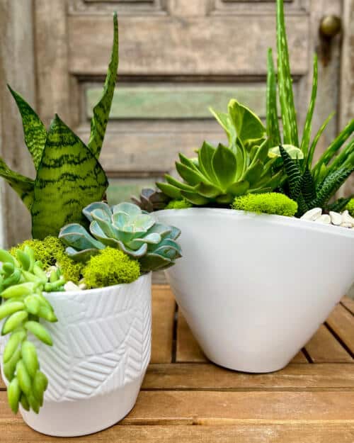 Succulent Sensation