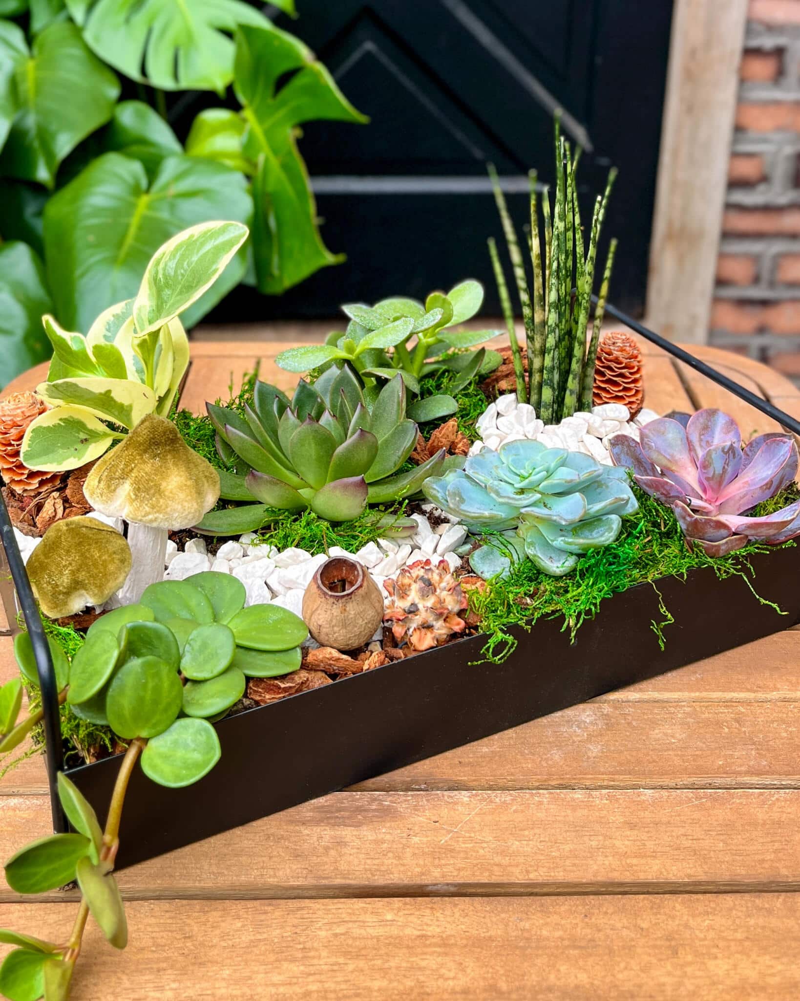 A wide-angle view of a round succulent and tropical planter arrangement displayed outdoors, featuring a Monstera plant, pine cones, and white decorative pebbles against a brick wall backdrop.