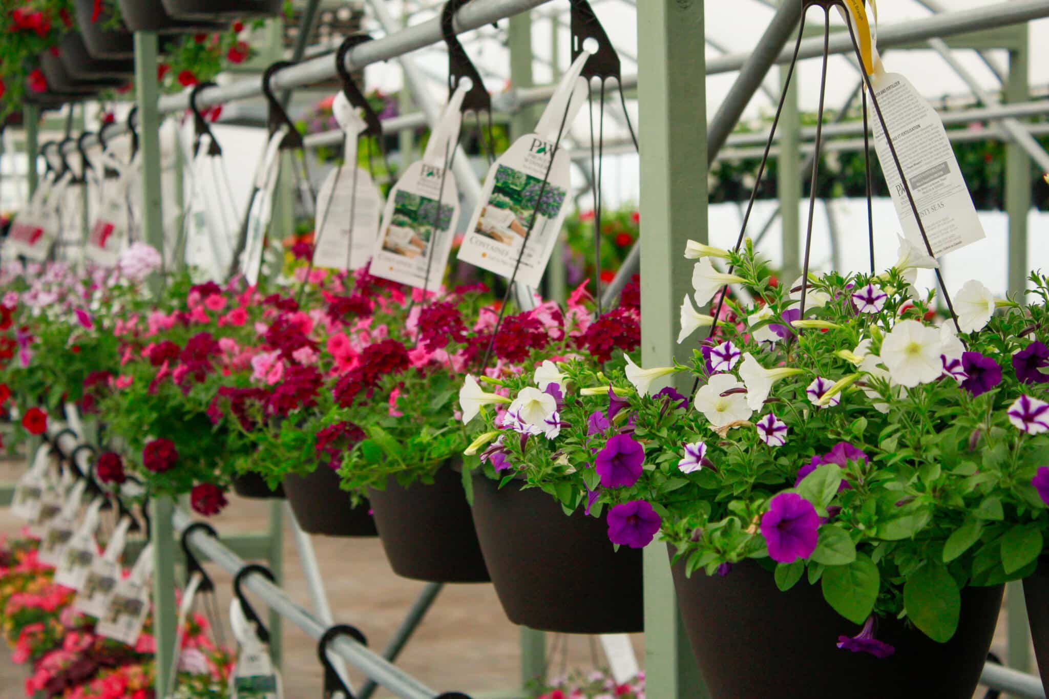 Greenhouse with Hanging Baskets Overhead Greenhouse interior at The Watering Can with colourful hanging baskets overhead and plants on display below.