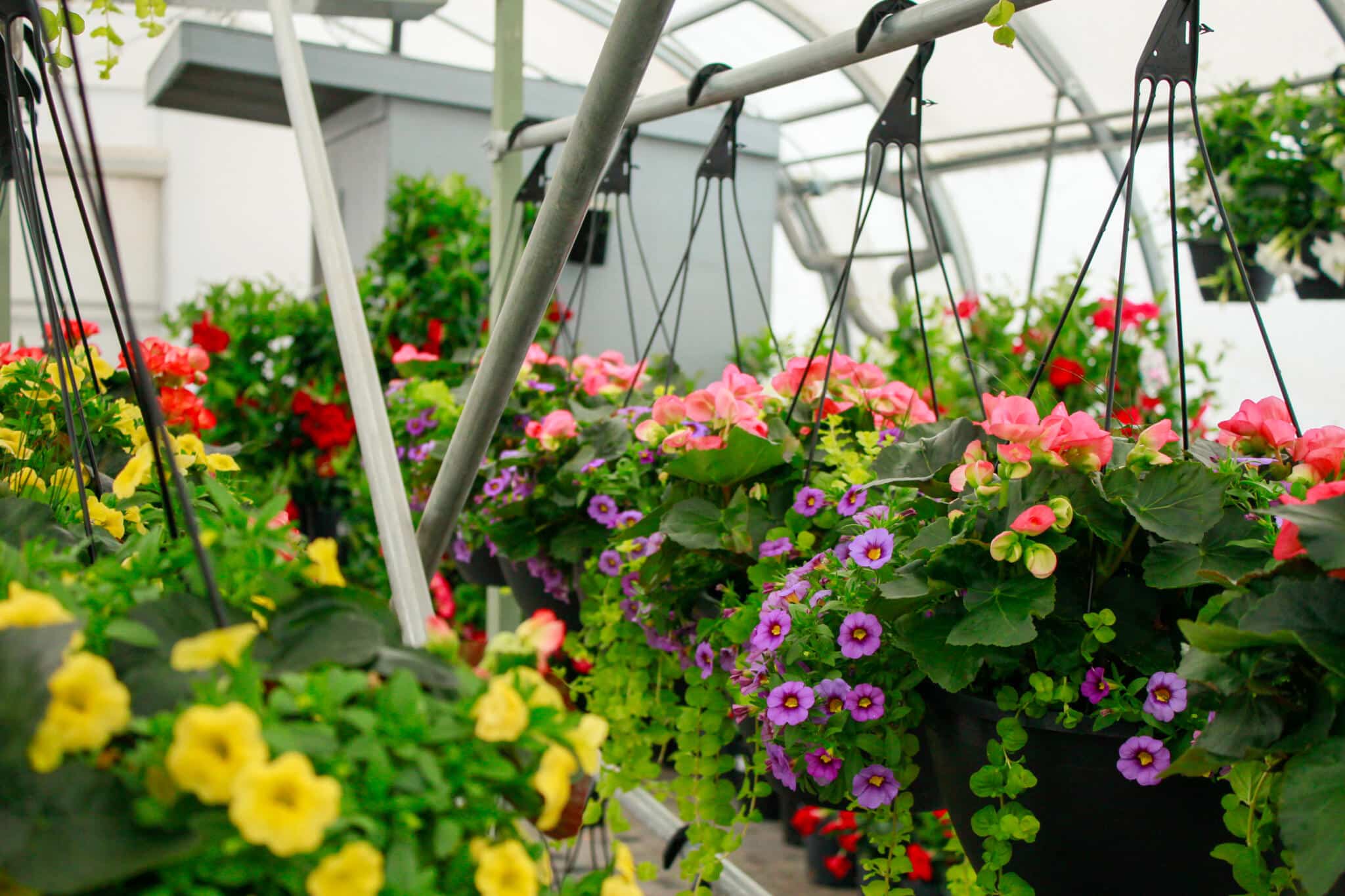 Greenhouse Hanging Baskets Lush hanging baskets of colourful flowers overhead in the greenhouse at The Watering Can, Vineland.