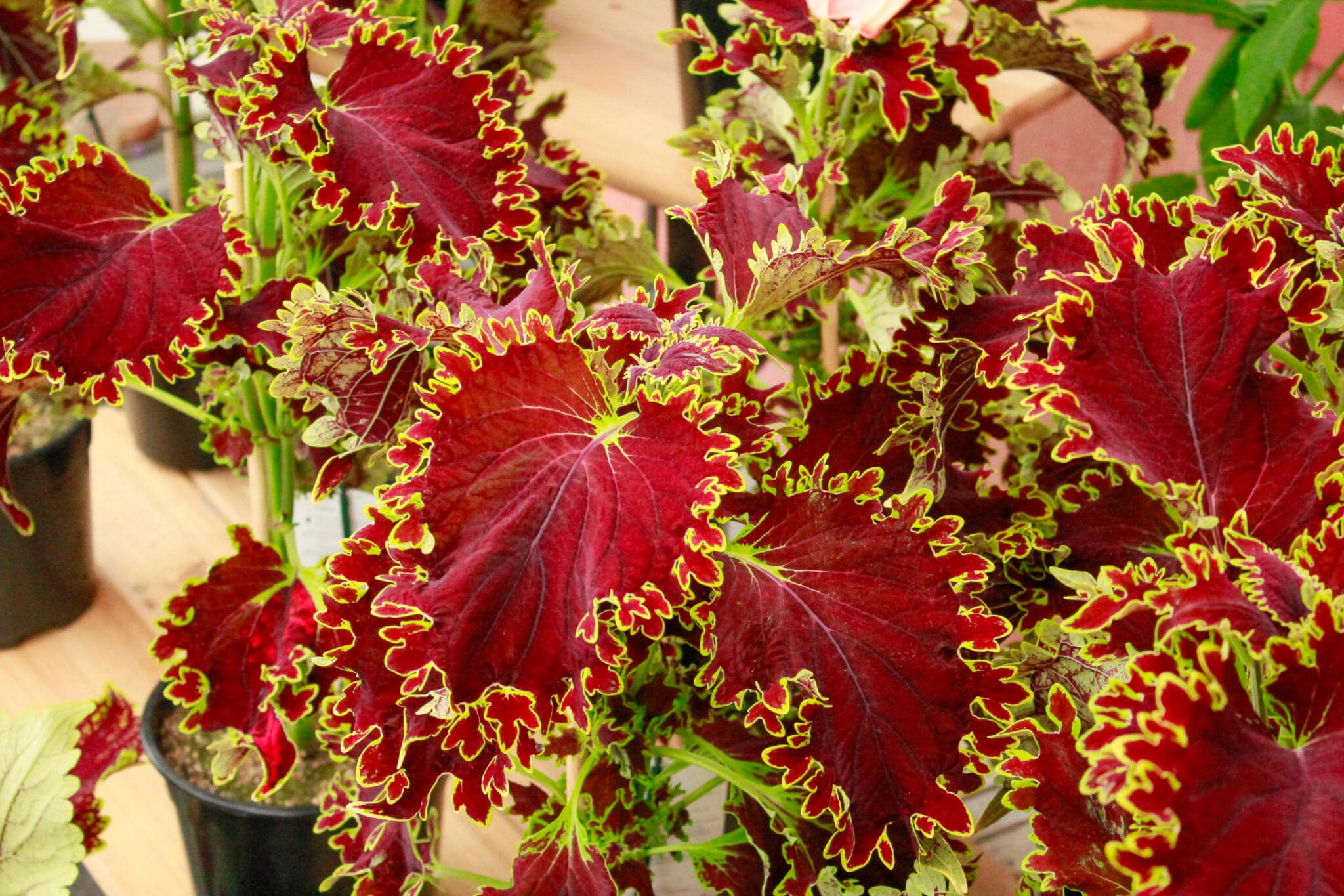 Coleus Tropical Foliage Close-up of dark red and burgundy coleus leaves with ruffled serrated margins at The Watering Can greenhouse, Vineland.